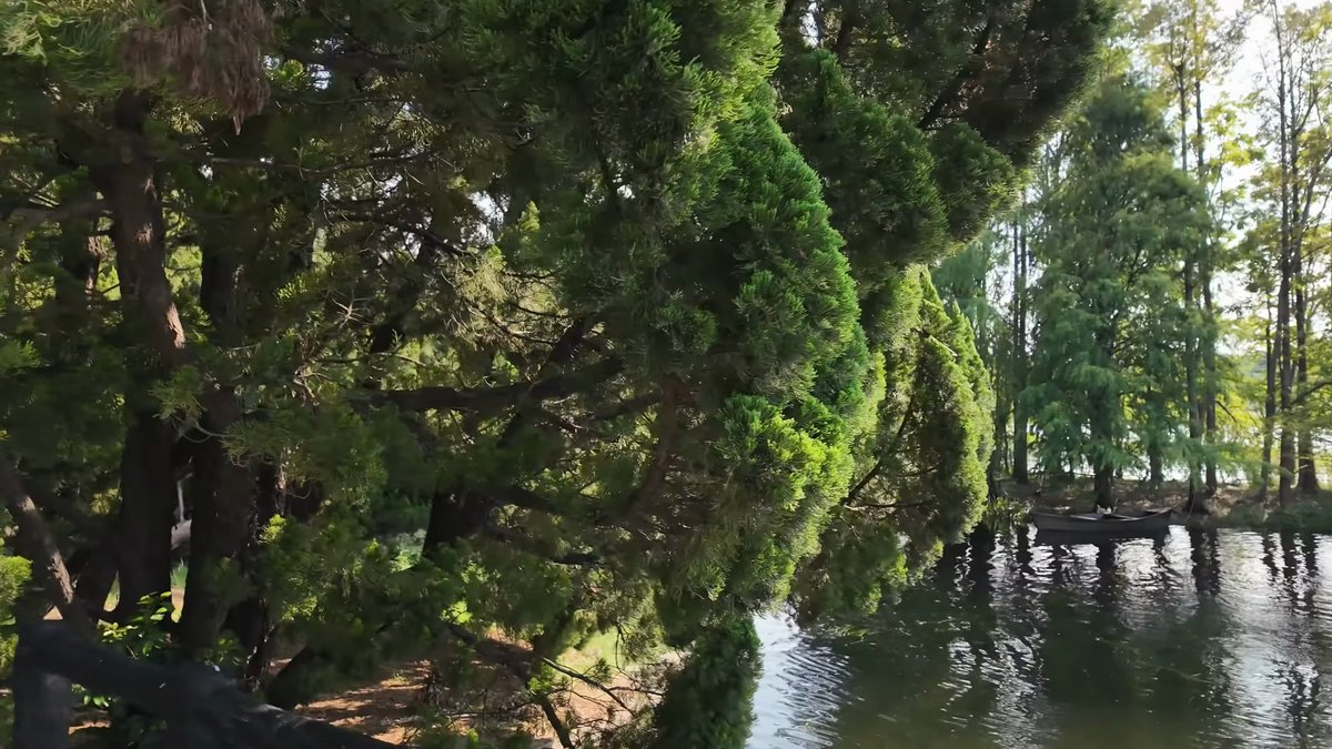 Water channel between ranks of redwoods