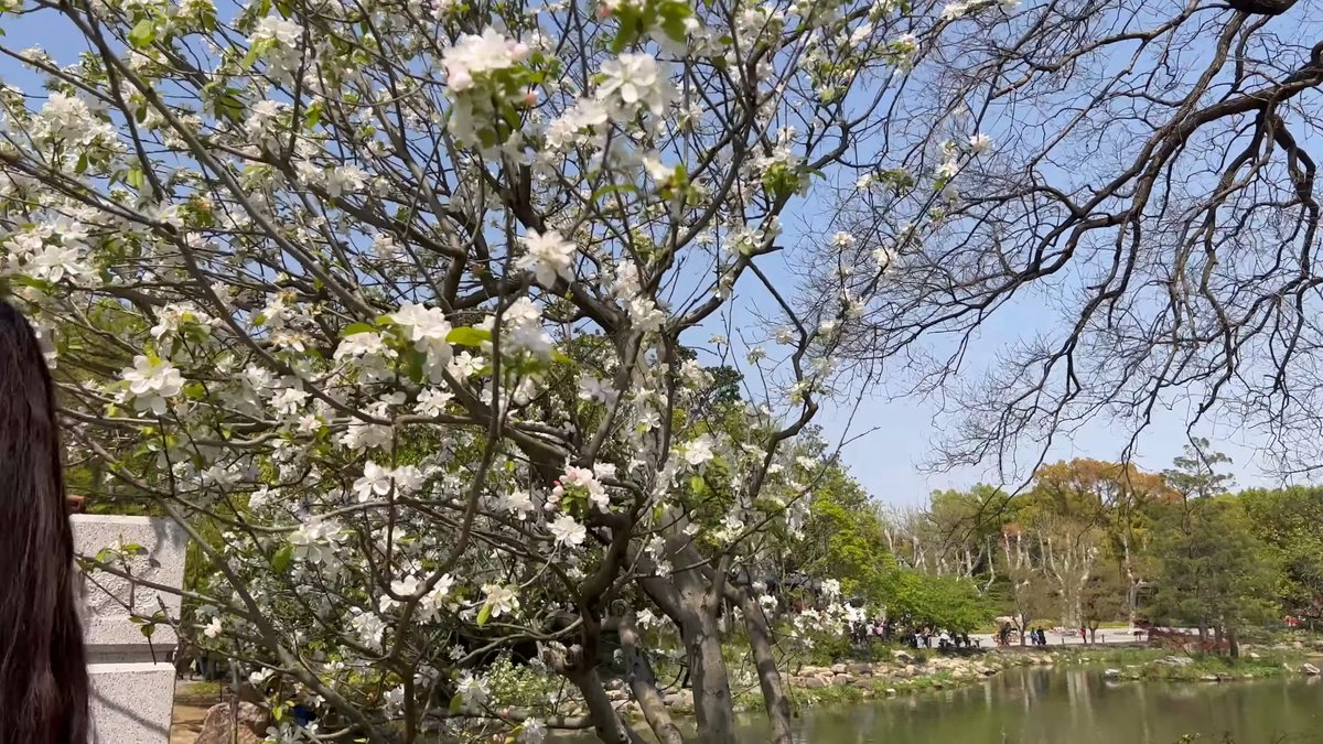 White blossom against blue sky
