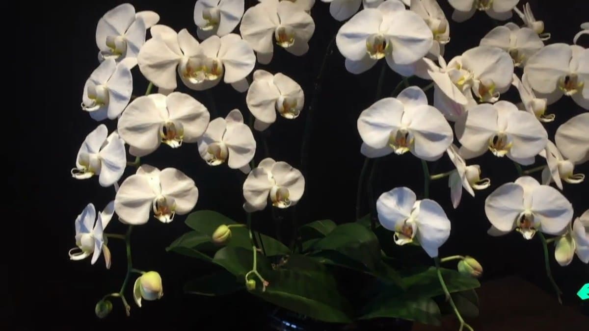 White orchids against black panelling