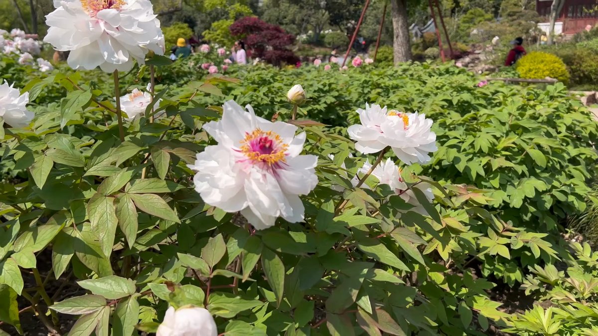 White tree peonies with pink centres