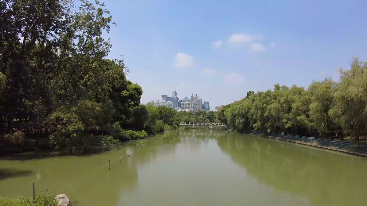 Willow canal with apartment towers