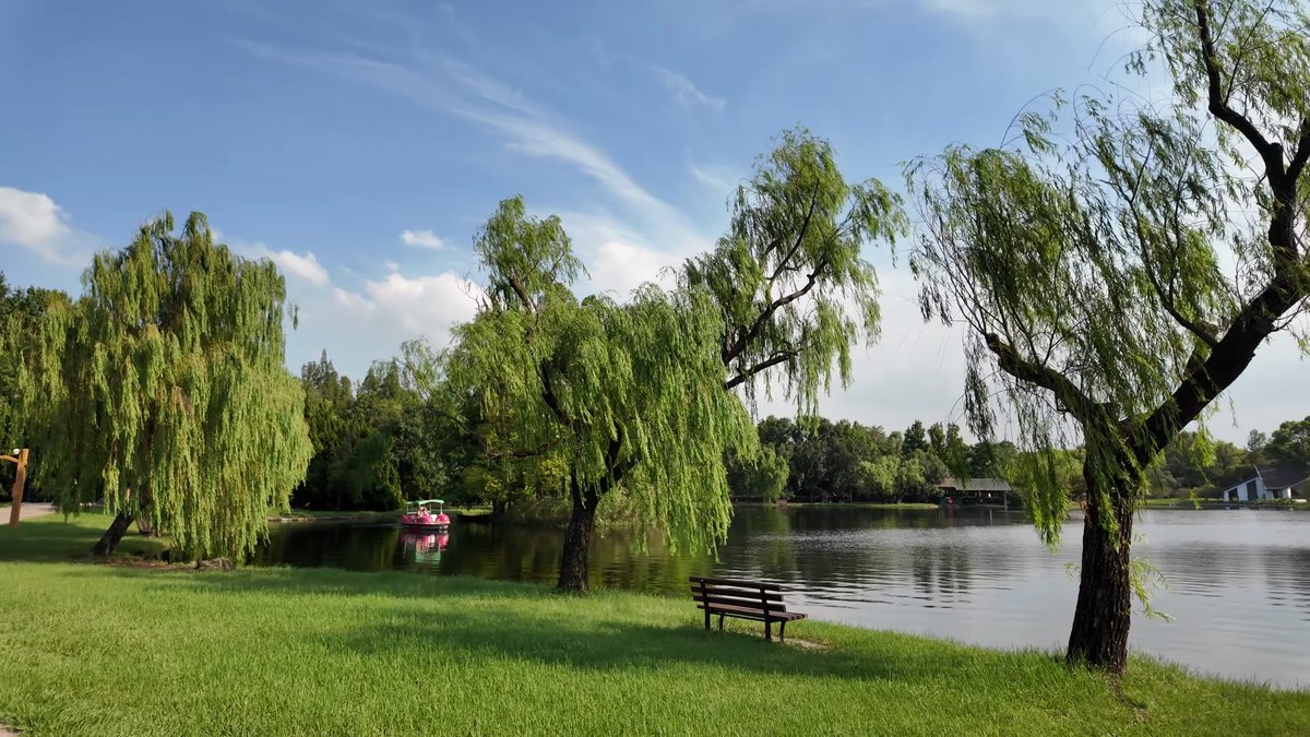 Willows trailing into still lake