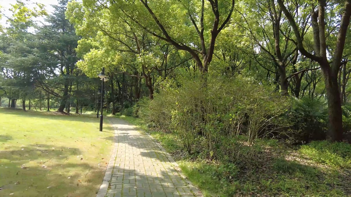 Winding path in dappled shade