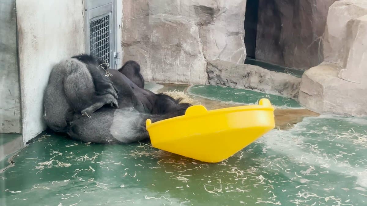 A gorilla lying beside a yellow tub on