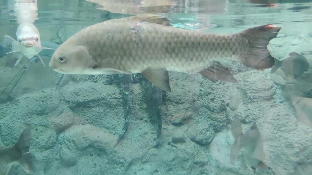A large silver fish swimming in cloudy green