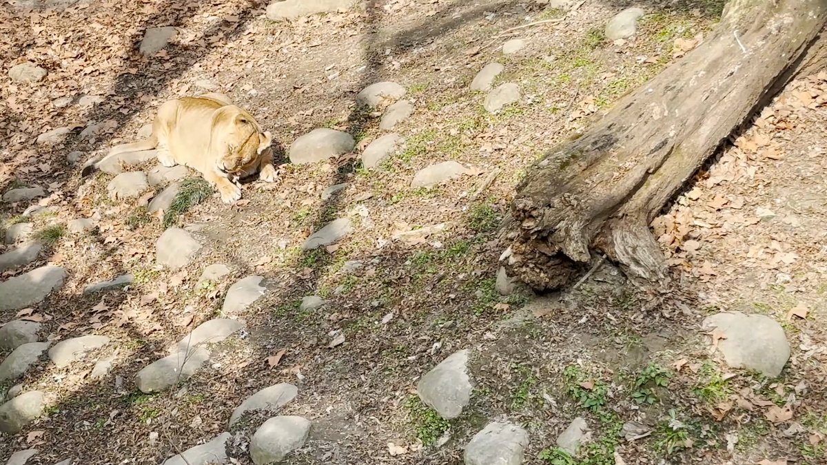 A lion lying on the slope beside a