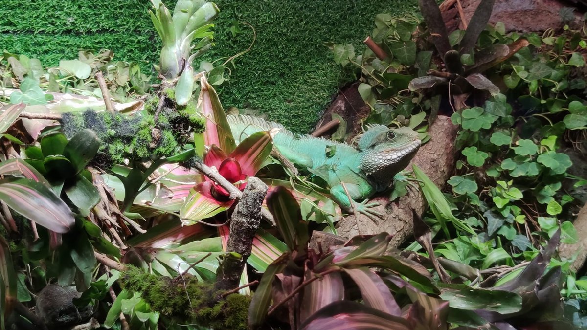 A lush planted terrarium of bromeliads and leafy