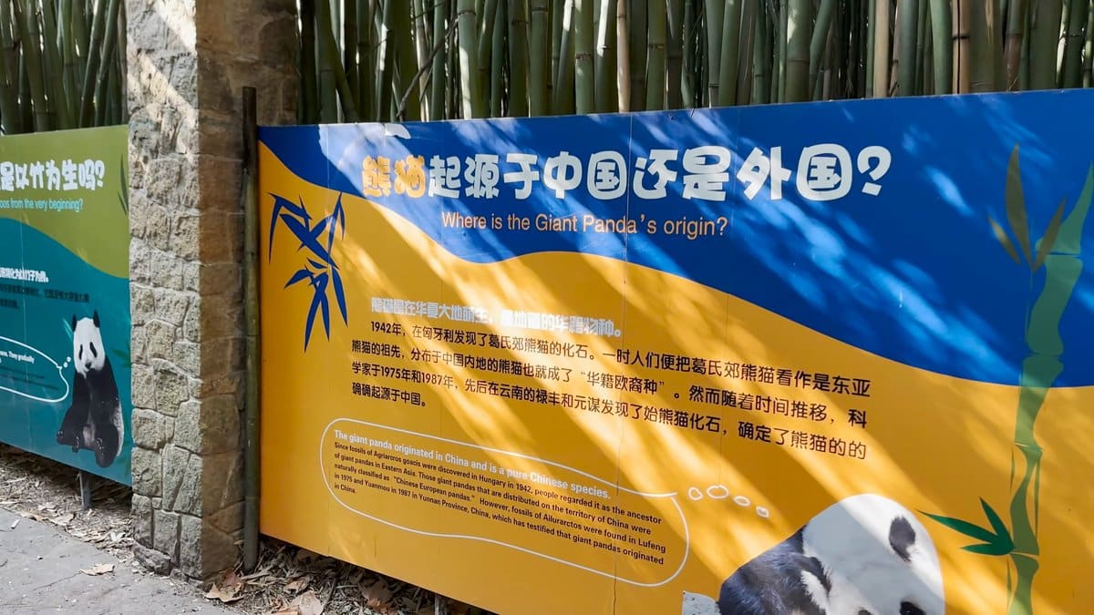 A panda information board headed 熊猫起源于中国还是外国? Where is