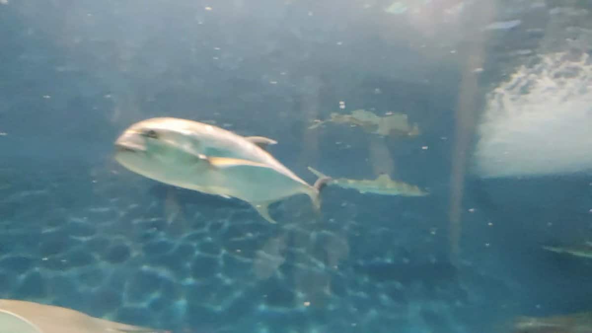 A single silver fish swimming across the tunnel.