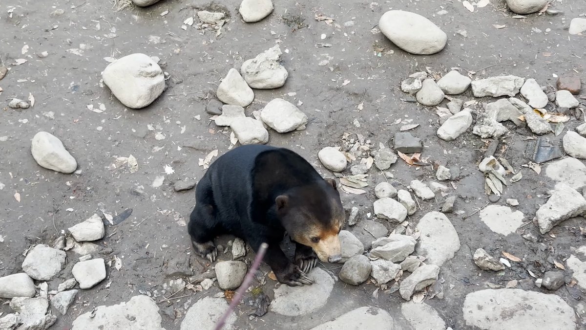 A sun bear lying down among the stones.