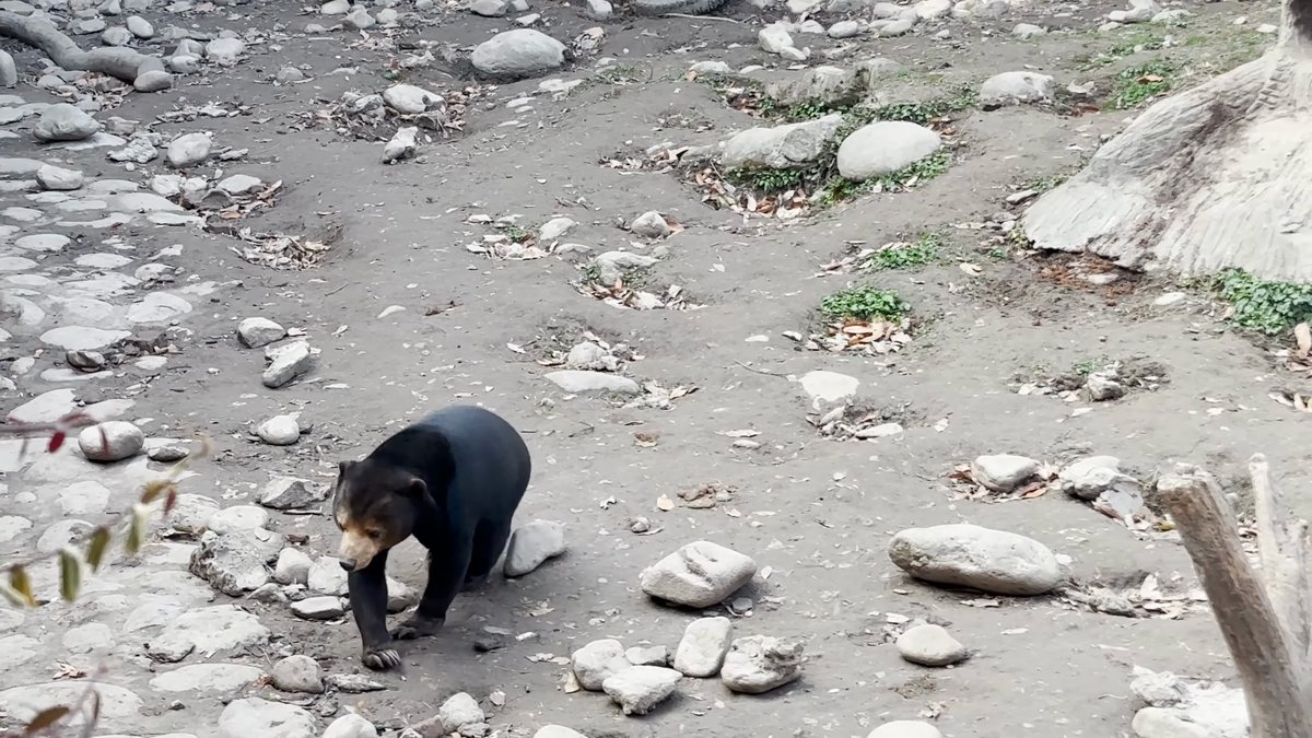 A sun bear walking across the stony ground.