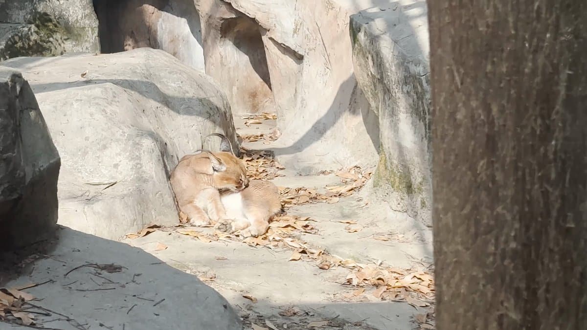 A tawny cat among the rocks of a