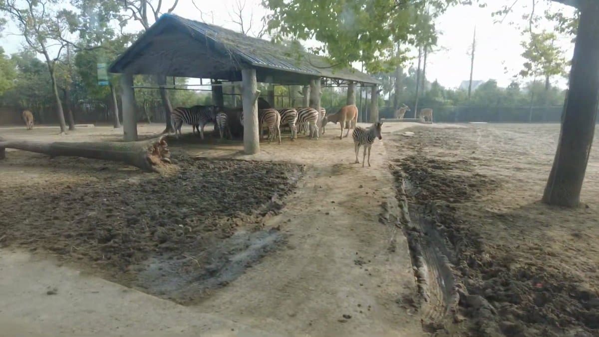 A thatched shelter with animals gathered in its