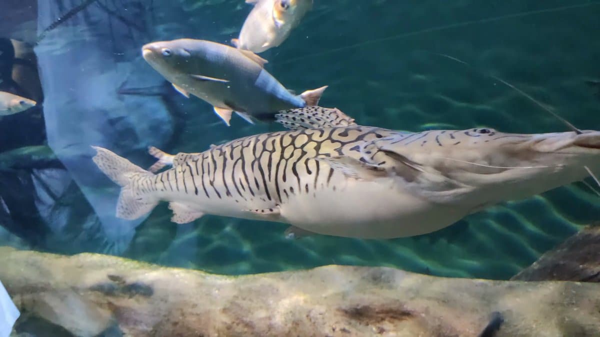 A tiger-striped catfish passing beneath another large fish.