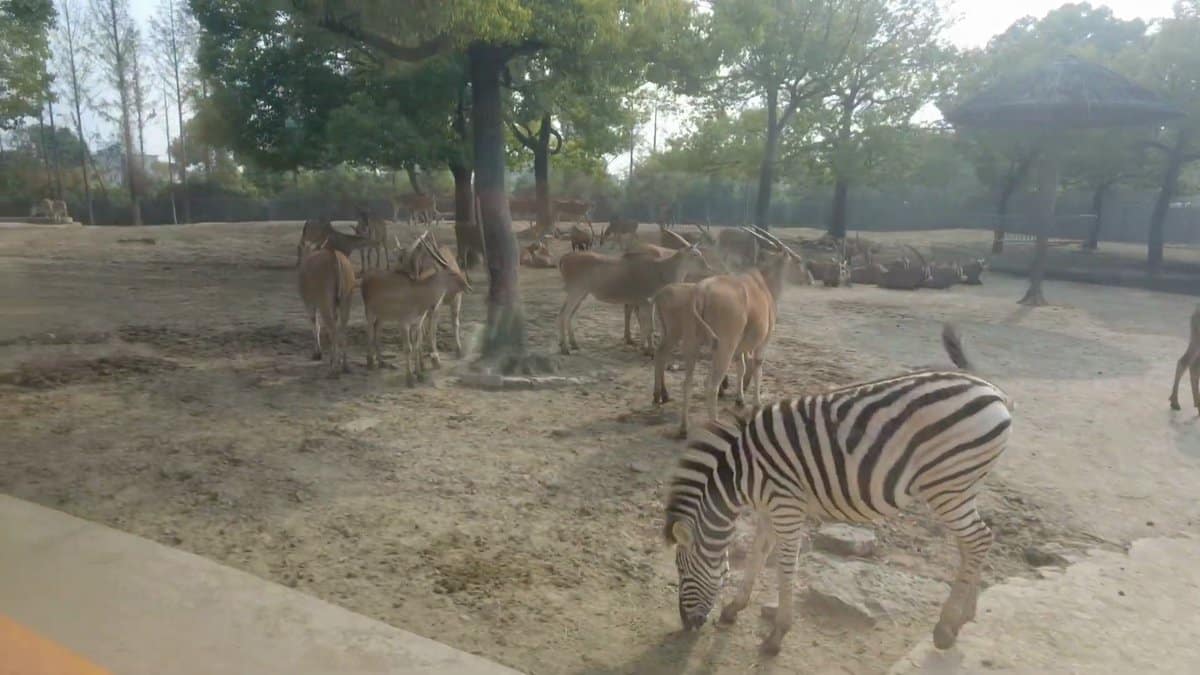 Antelope herd with a zebra