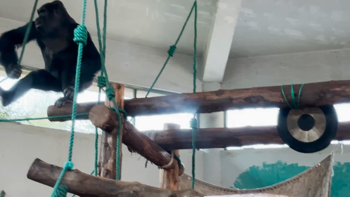 Ape climbing ropes and timber frames