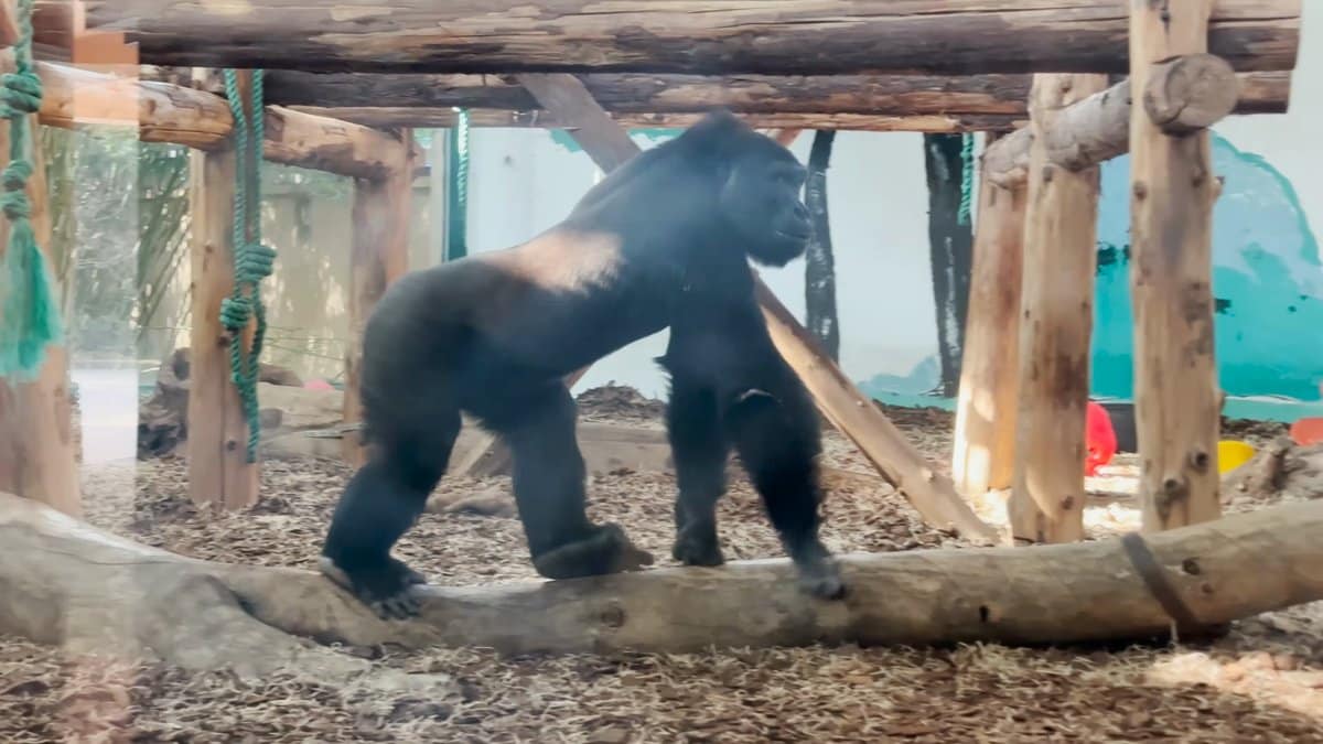 Ape knuckle-walking across the floor