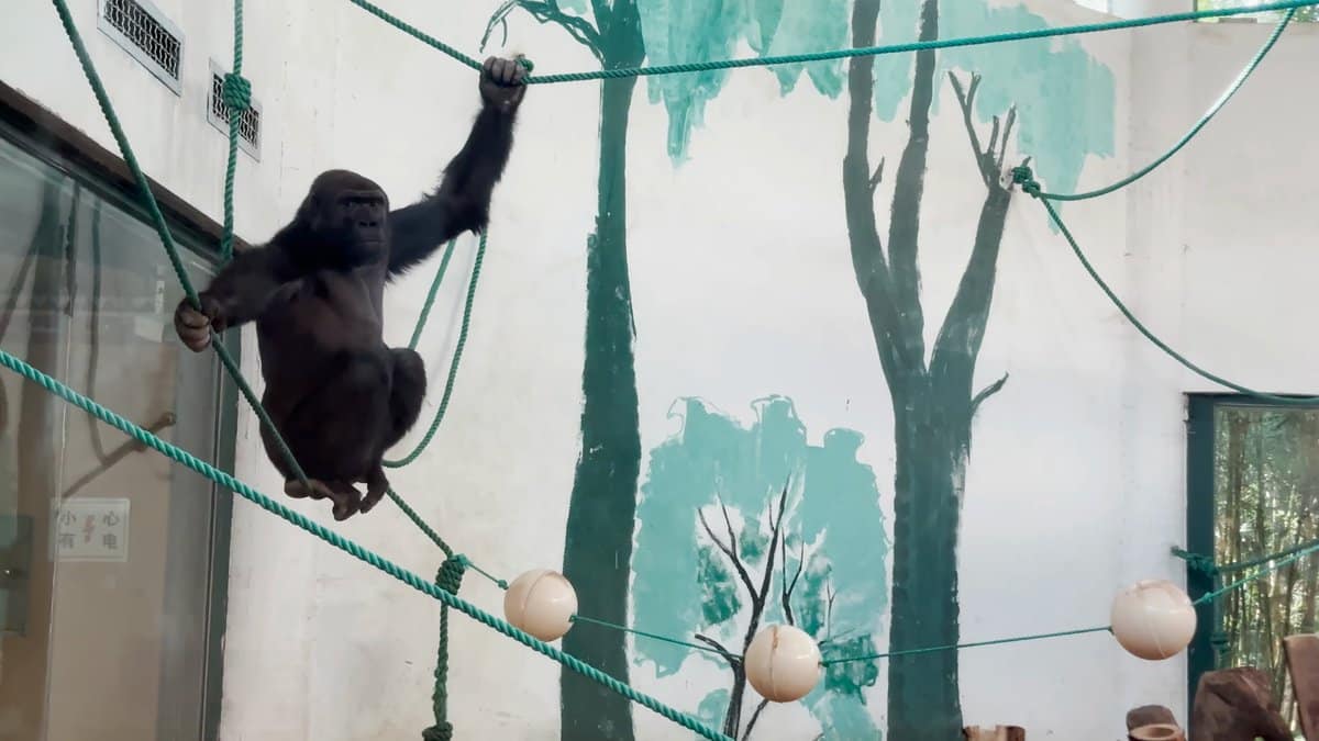 Ape swinging from a rope