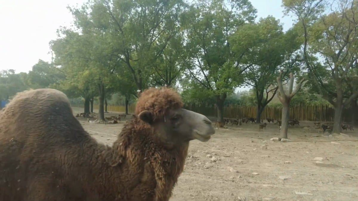 Bactrian camel beside the bus