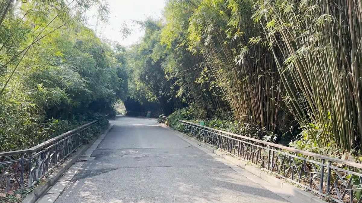 Bamboo grove along a zoo path