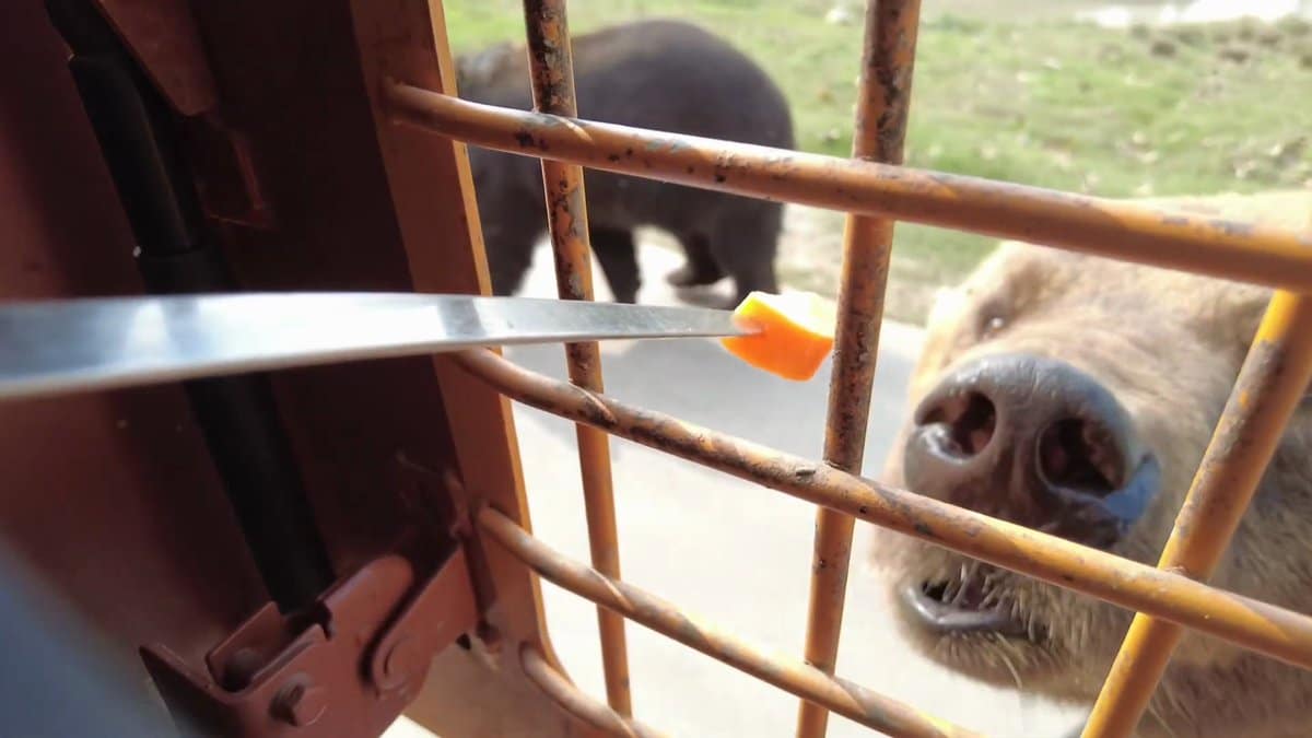 Bear snout at barred window