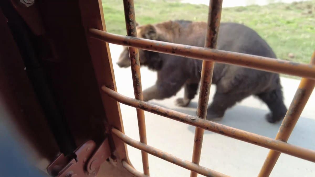 Black bear climbing toward the bus