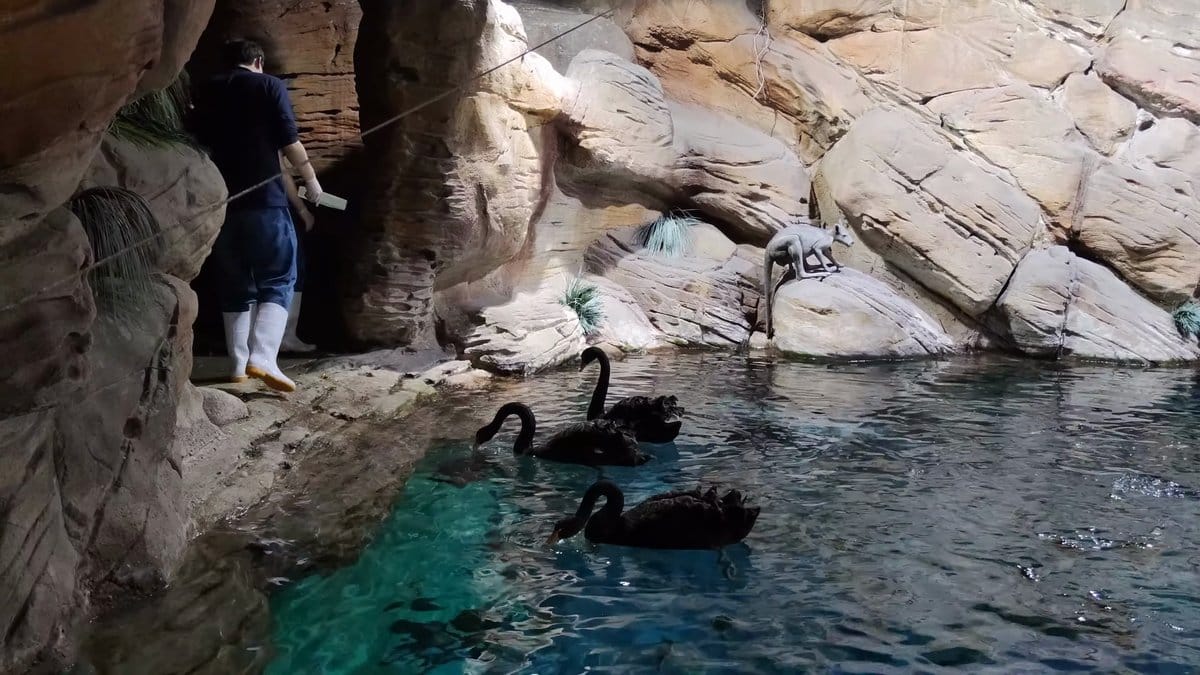 Black swans on landscaped rocky pool