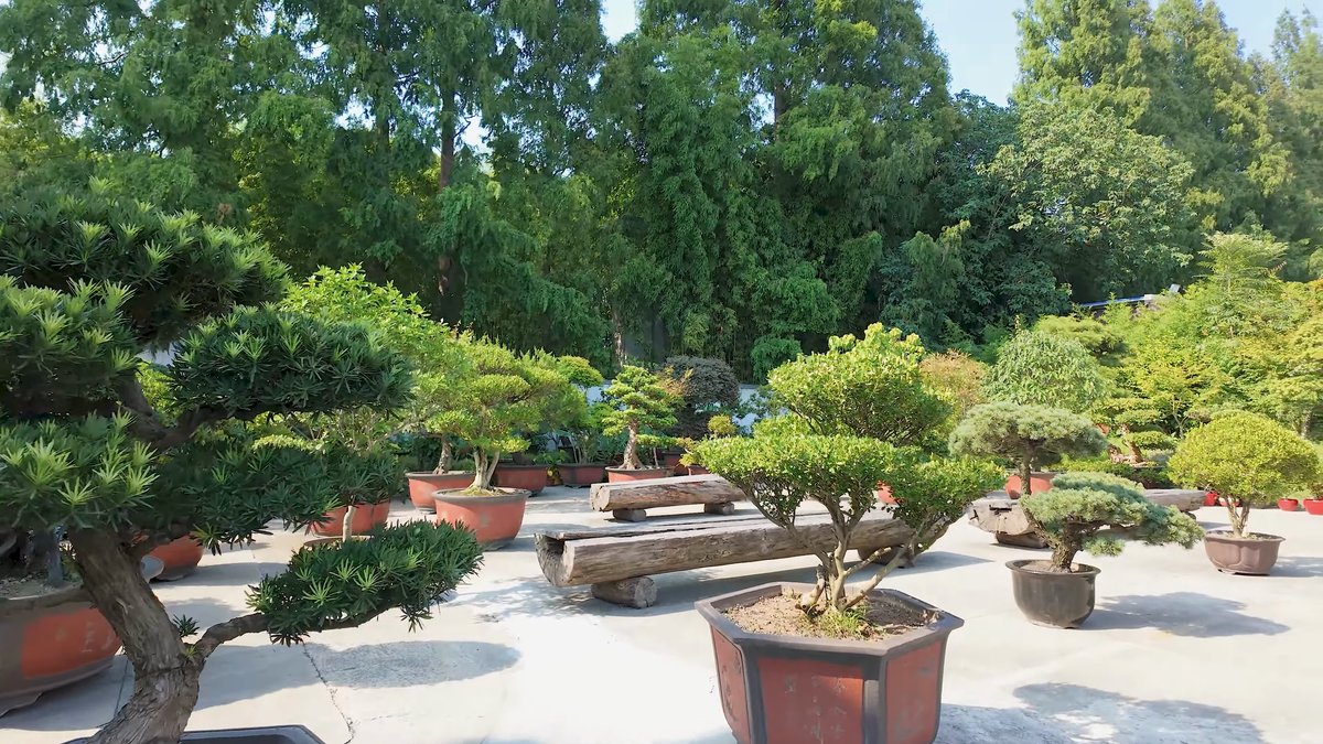 Bonsai pines arranged through the garden
