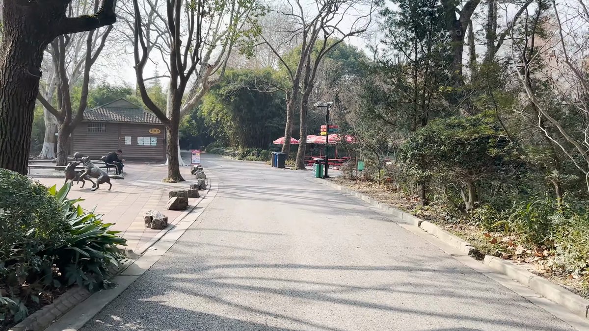 Broad path under winter trees