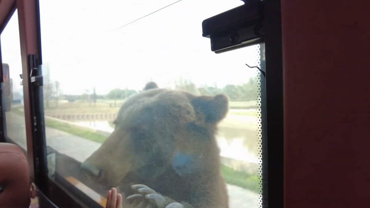 Brown bear rearing at the window