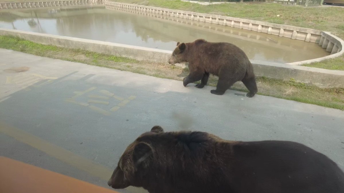 Brown bears beside a pool