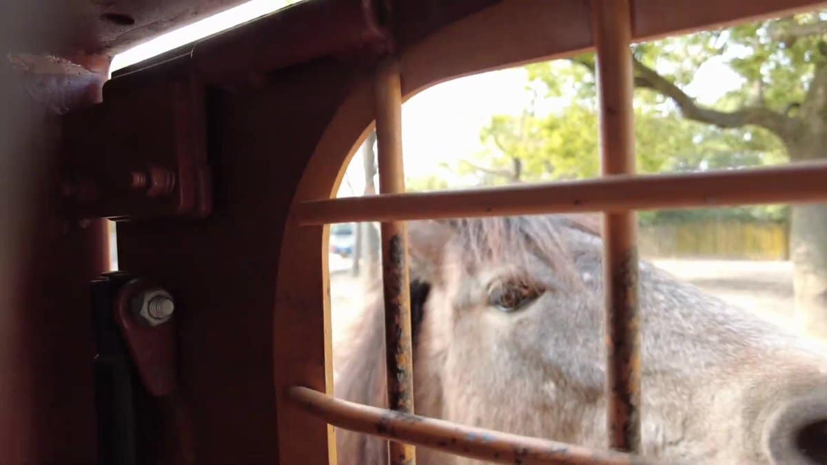 Camel nuzzling the feeding window