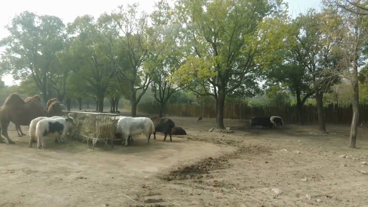 Camels and sheep at hay feeder