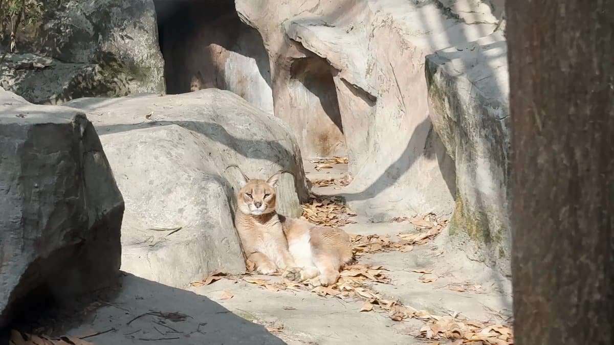 Caracal lounging with tufted ears