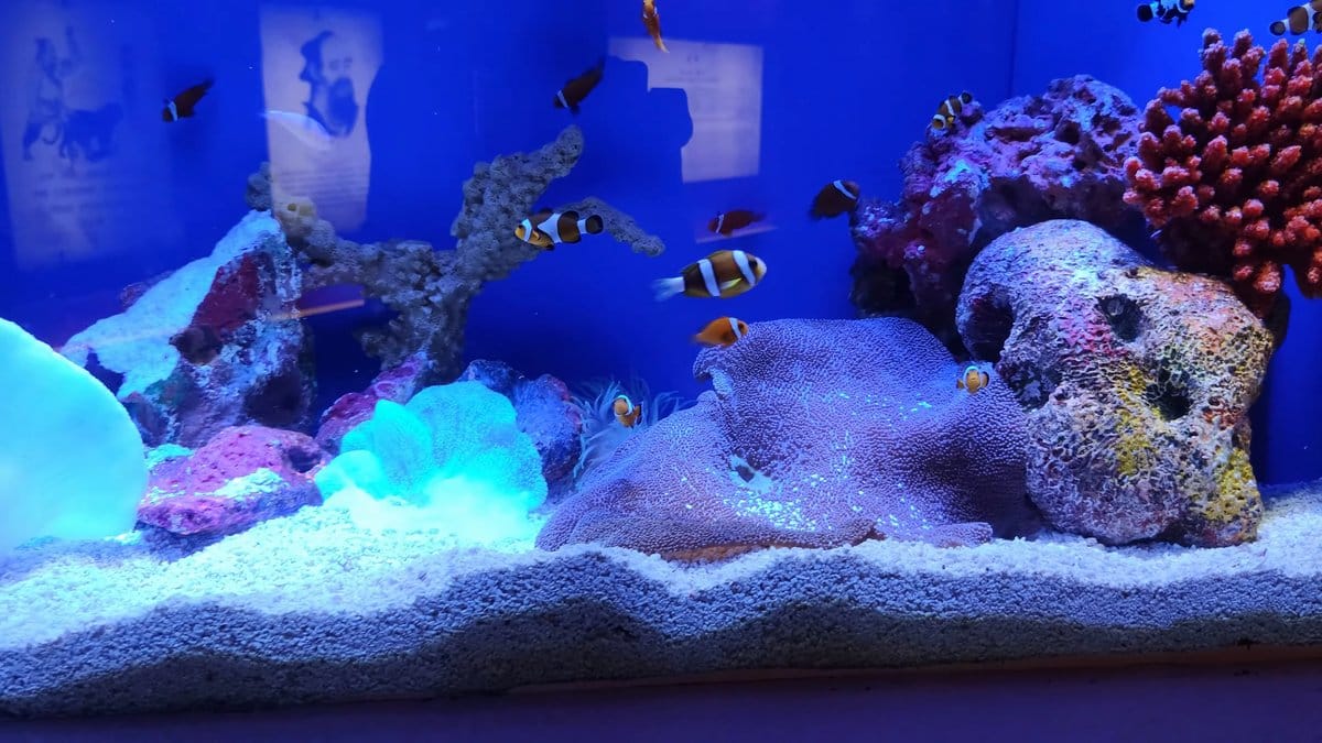 Clownfish among coral and anemones