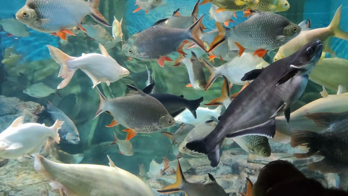 Crowded freshwater tank of fish