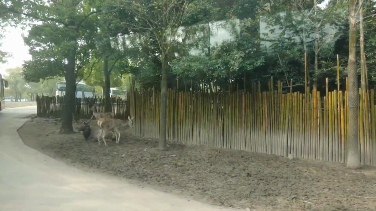 Deer grazing along the fenceline