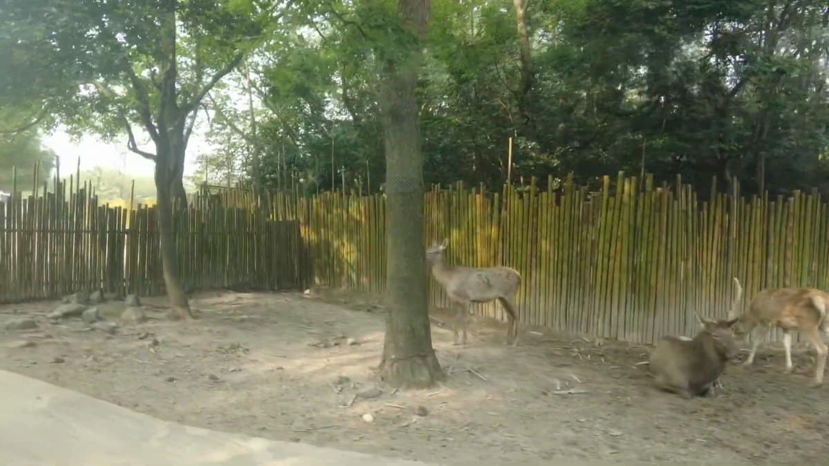 Deer resting and standing in the shade by