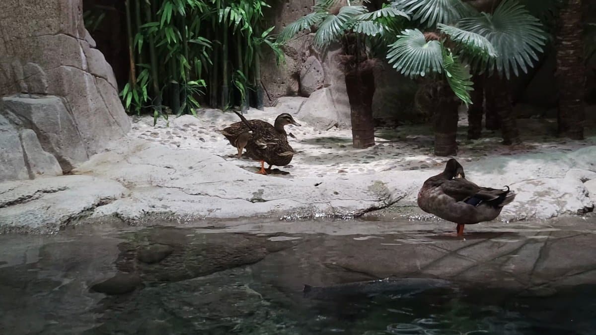 Ducks resting on rocky pool