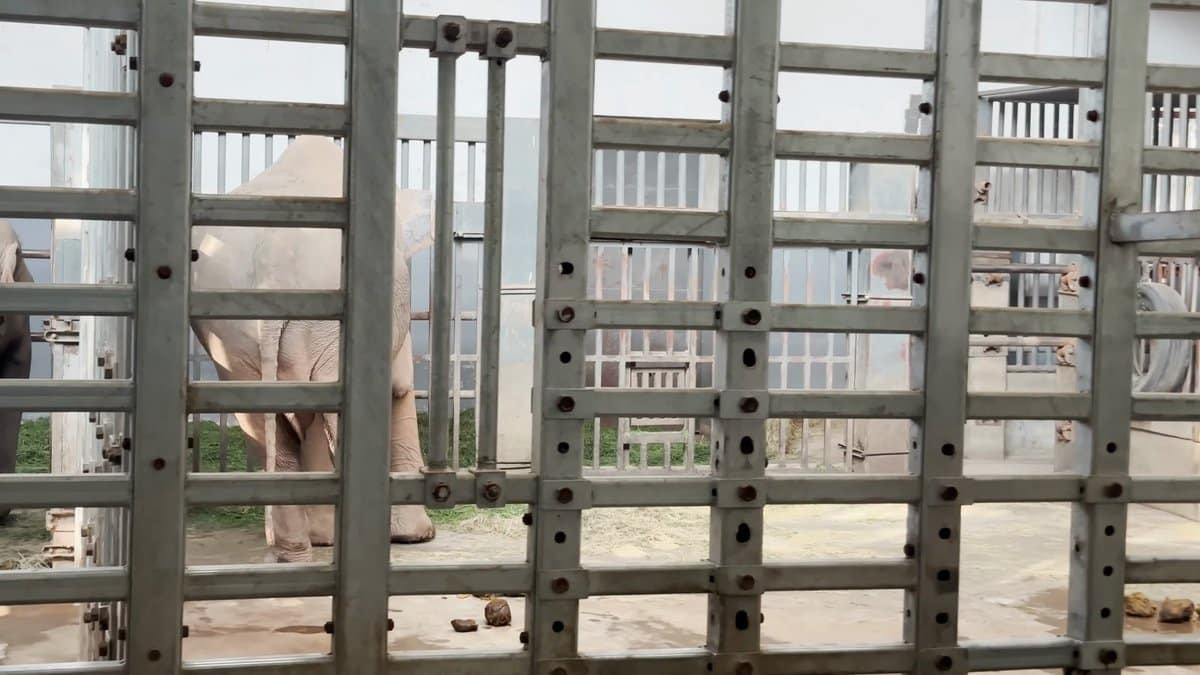 Elephant seen through steel bars