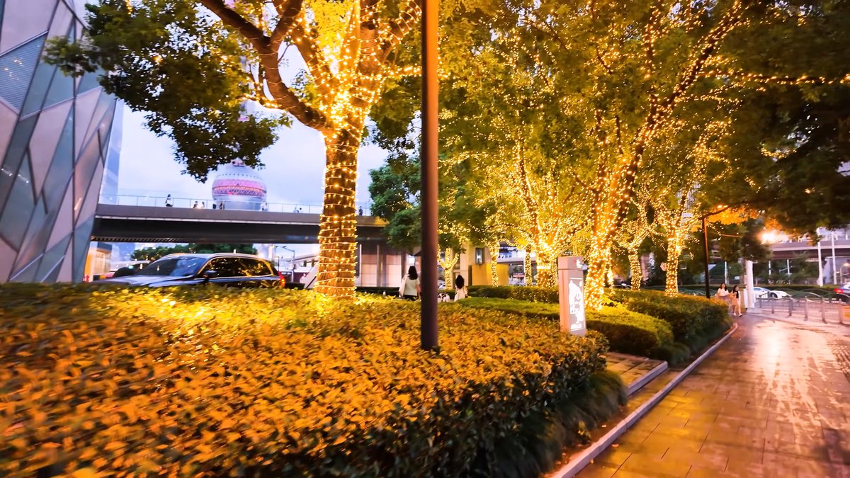 Fairy-lit trees at nightfall