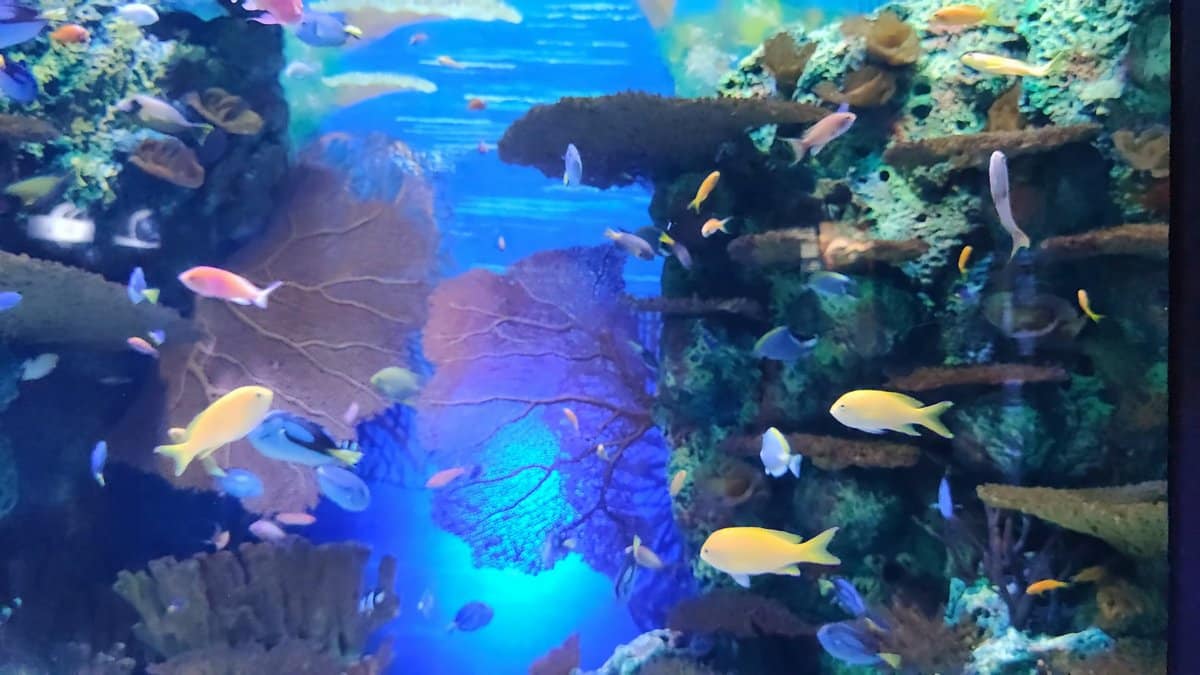 Fan corals and bright reef fish