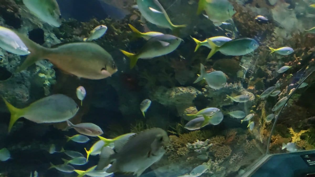 Fish grazing over the reef