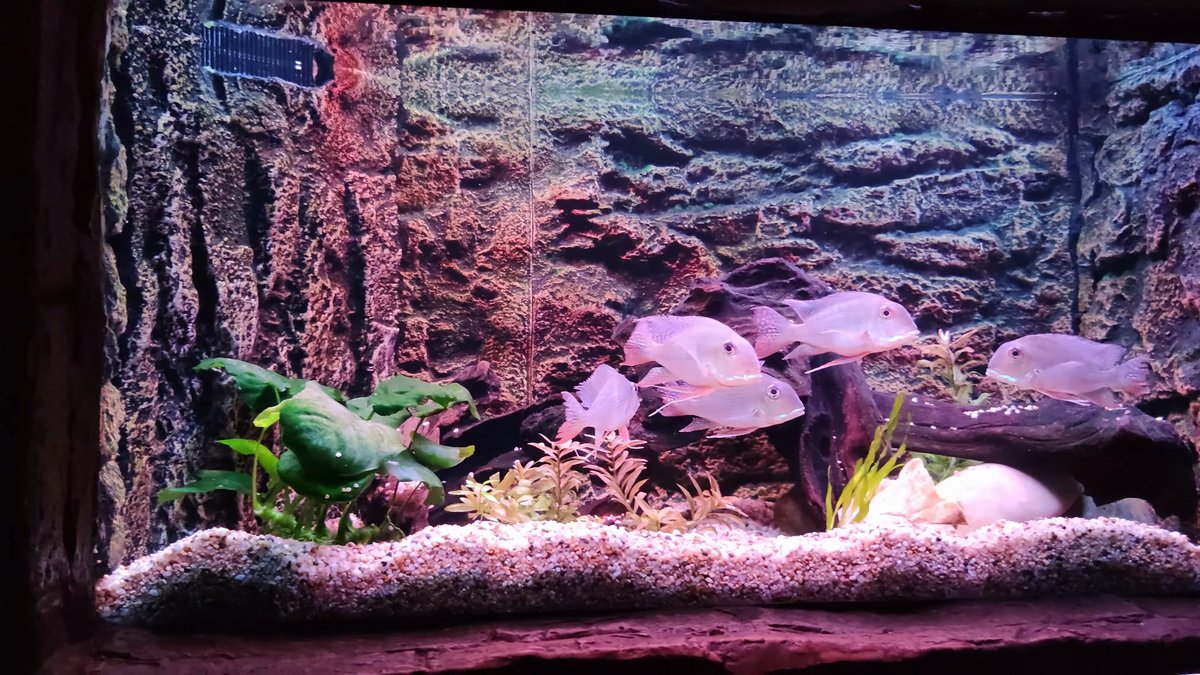 Fish in pink-lit rocky tank