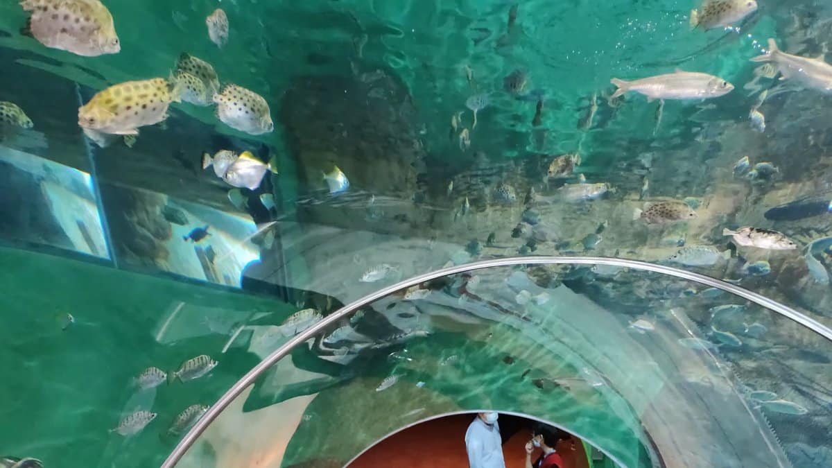 Fish overhead in acrylic tunnel