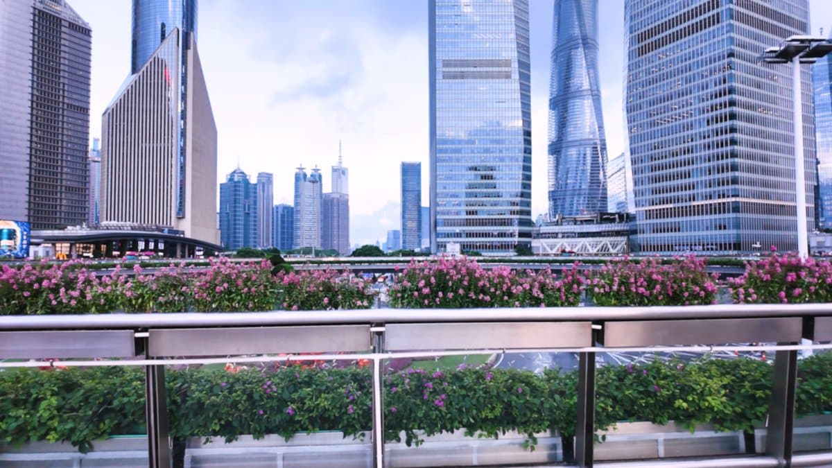 Flowerbeds and Lujiazui's three towers