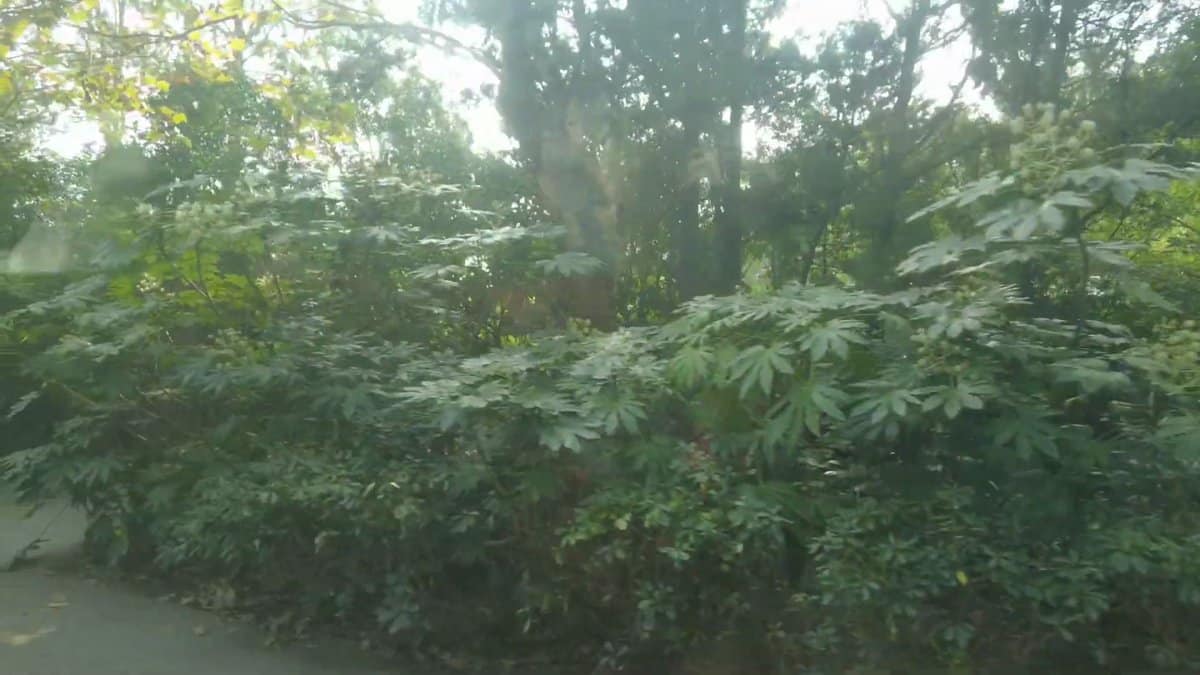 Foliage pressing against safari bus