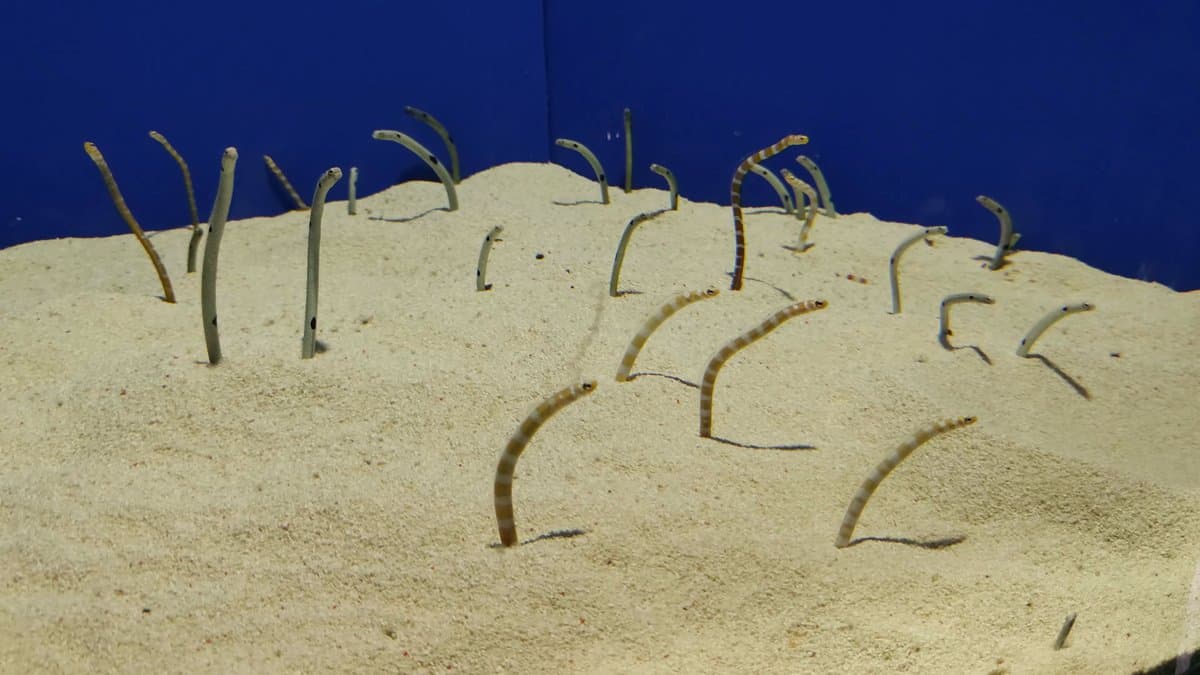 Garden eels rising from the sand