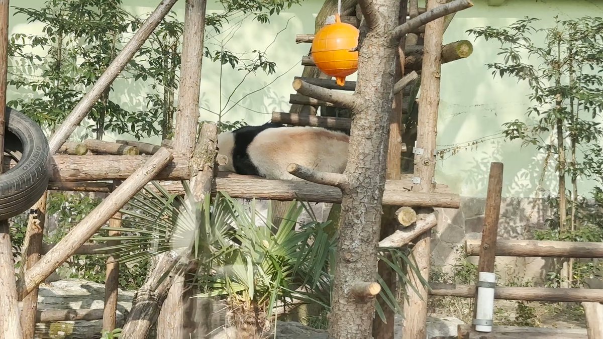 Giant panda asleep on a platform