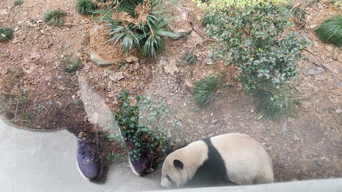 Giant panda walking beside the glass